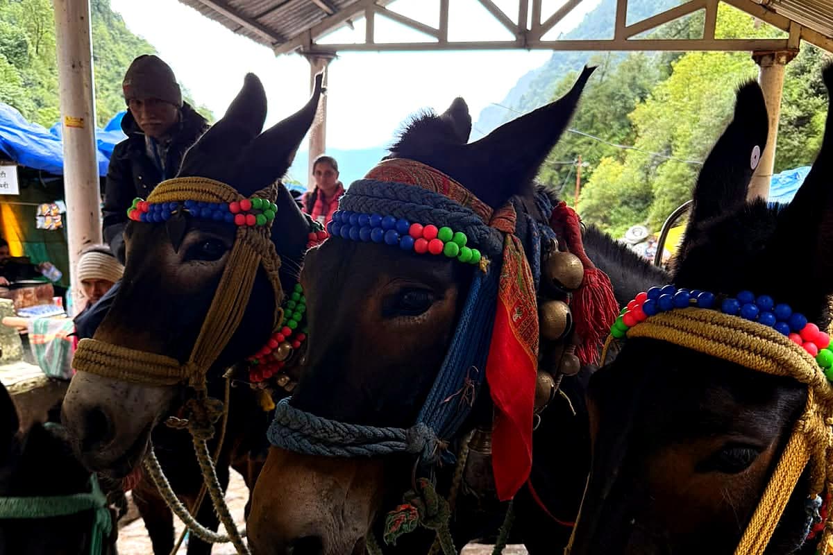 Three decorated mules with beaded headbands and bells, their handlers behind them, waiting under a shelter at the Gaurikund stand before the Kedarnath climb